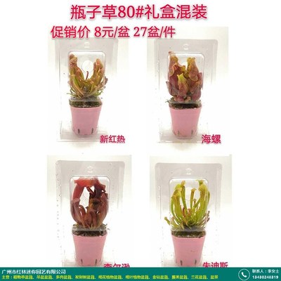 安徽食虫草类盆栽_红林园艺_产品供应商_产品市场广阔