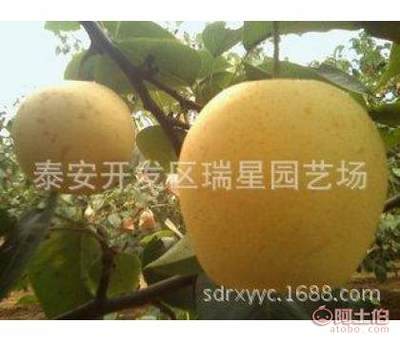 【安徽供应品种嫁接梨苗正宗圆黄梨苗秋月梨苗价格】泰安开发区瑞星园艺场 - 产品库
