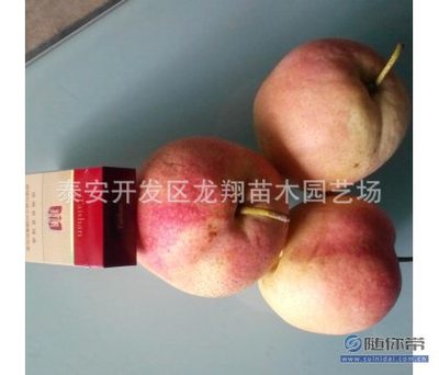 【安徽供应果树苗,免费培训红梨树苗嫁接技术诚信经营】泰安开发区龙翔苗木园艺场 - 产品库