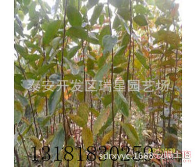 【安徽柿子树苗柿子树种苗供应,安徽果树苗杏树,李子,石榴树苗】泰安开发区瑞星园艺场 - 产品库